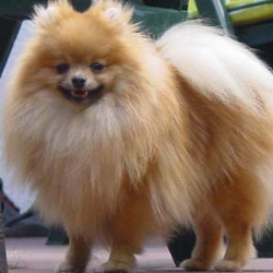 Almondi`s Action Speed