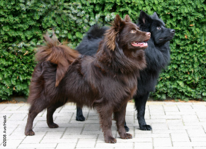 Grospitz braun und schwarz von der Arnold`s Eiche