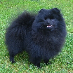 Petit Pom`s Black Thunder