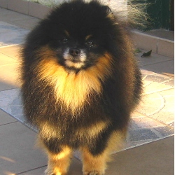 Piccobello`s Baby Popeye