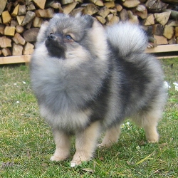 Piccobello`s Flamenca Exotica