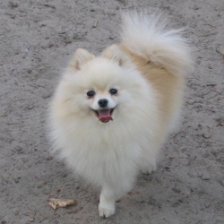 Zuckerwatte von Palatino Aurora