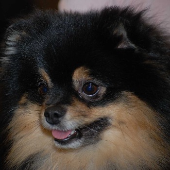 Zwergspitz Black & Tan