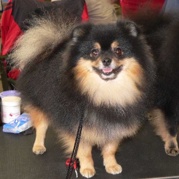 Zwergspitz Black & Tan