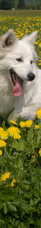 Grospitz Bharani vom Alpenspitz