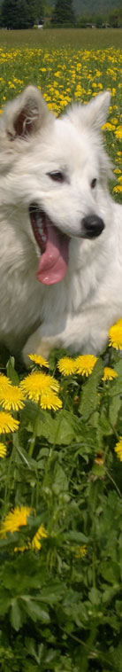 Gro�spitz Bharani vom Alpenspitz