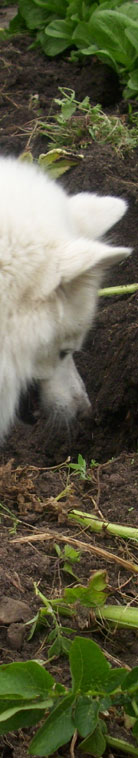 Gro�spitz Carlsson von Exmoor Freilingen bei der Kartoffelernte