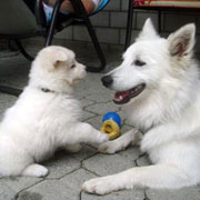 Gro�spitz-mit-Welpe