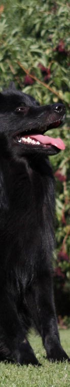 Gro�spitz schwarz04