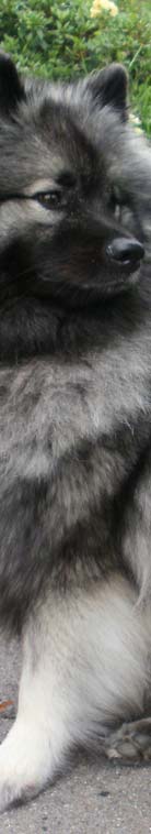 Wolfsspitzh�ndin-Despina-von-Klein-Manhattan