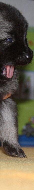 Wolfsspitzwelpe vom St-T�niser Land