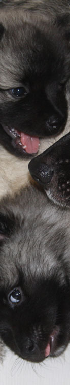 Wolfsspitzwelpen vom St T�niser Land4