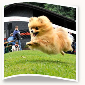 160-Hunde-hecheln-um-die-Wette