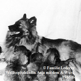 Anja-mit-A-Wurf