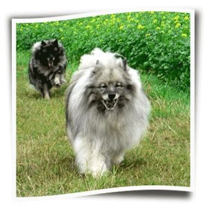Deedee-und-Funny