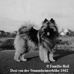 Doxi-von-der-Stammheimerh�he-1962