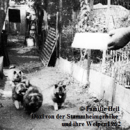 Doxi-von-der-Stammheimerh�he-und-ihre-Welpen-1962-02