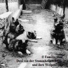 Doxi-von-der-Stammheimerh�he-und-ihre-Welpen-1962-3
