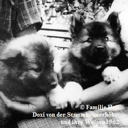 Doxi-von-der-Stammheimerh�he-und-ihre-Welpen-1962-4
