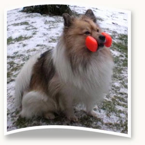 Felix-der-Sportspitz
