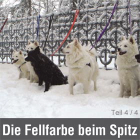 Fellbarben-Teil-4 Fellbarben-Teil-4