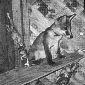Freunschaft-zwischen-Wolfsspitz-und-Fuchs-2012.04.29 Freunschaft-zwischen-Wolfsspitz-und-Fuchs-2012.04.29