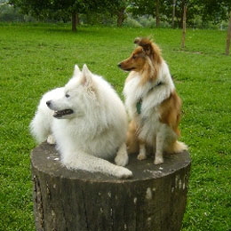 Gro�spitz-Alev-vom-Vollblutgest�t-Hoher-Fl�ming-mit-Collie