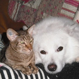 Gro�spitz-Alev-vom-Vollblutgest�t-Hoher-Fl�ming-mit-Katze