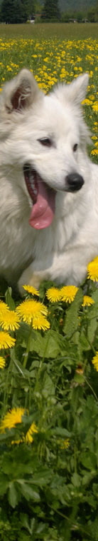 Gro�spitz Bharani vom Alpenspitz