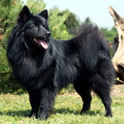 Gro�spitz-Bosse-von-Haus-Wildenrath-02