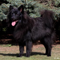 Gro�spitz Bosse von Haus Wildenrath