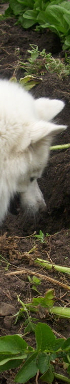 Gro�spitz Carlsson von Exmoor Freilingen bei der Kartoffelernte
