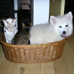 Gro�spitz Wotan Katzenkorb