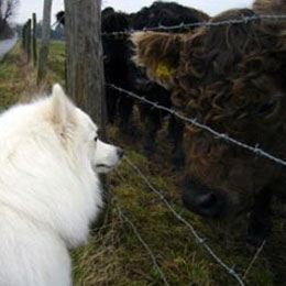 Gro�spitz-Wotan-mit-Rindern