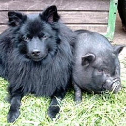 Gro�spitz-mit-H�ngebauchschwein