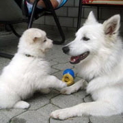 Gro�spitz-mit-Welpe