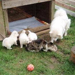 Gro�spitz-mit-Welpen-und-Katze