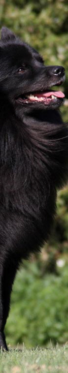 Gro�spitz schwarz02
