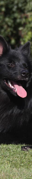 Gro�spitz schwarz03