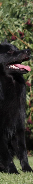 Gro�spitz schwarz04