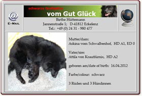Grossspitzwelpen-vom-Gut-Glueck-2012.04.17 Grossspitzwelpen-vom-Gut-Glueck-2012.04.17