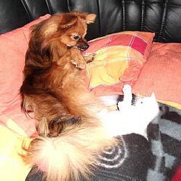 Hund und Katze01