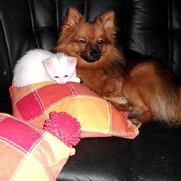 Hund und Katze02
