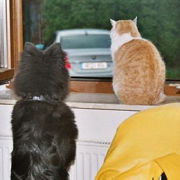 Hund und Katze03
