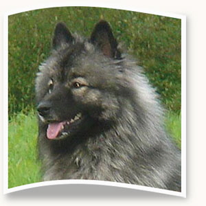Hypo-Hund-Bella-von-den-Maigl�ckchen