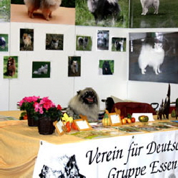 Wolfsspitz betreut den Infostand der Gruppe essen-M�lheim