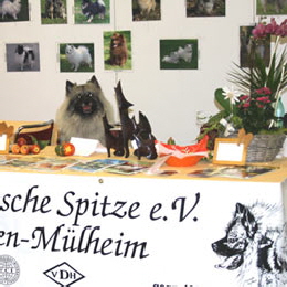 Wolfsspitz betreut den infostand der Gruppe Essen-M�lheim