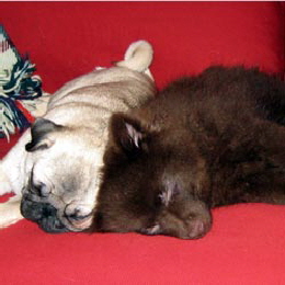 Kleinspitz Aquilus mit Mops