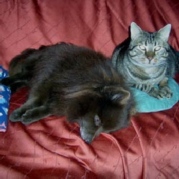 Kleinspitz Aquilus vom Tor zum Sauerland mit Katze