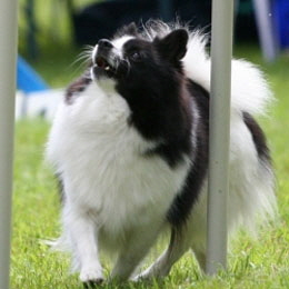 Kleinspitz-Farinella-beim-Slalom